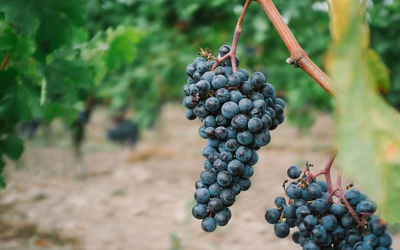 I am the Vine
