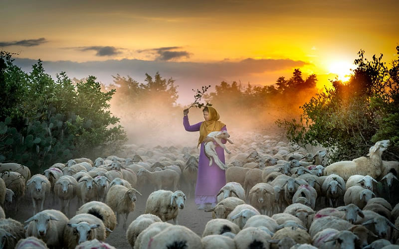 The Good Shepherd