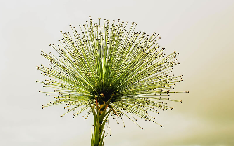 Image credit: NaturePhoto